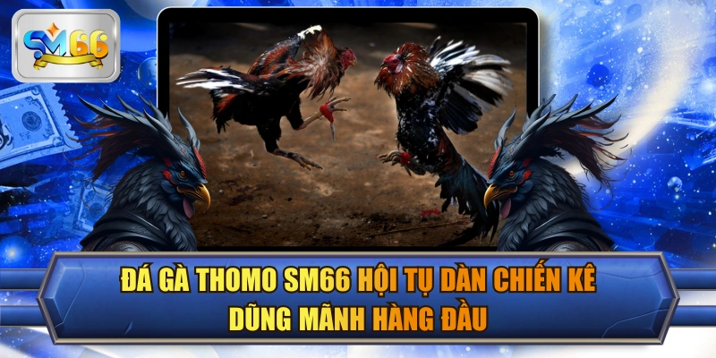 Đá Gà Thomo SM66 Hội Tụ Dàn Chiến Kê Dũng Mãnh Hàng Đầu