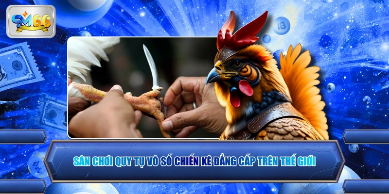 Sân chơi quy tụ vô số chiến kê đẳng cấp trên thế giới