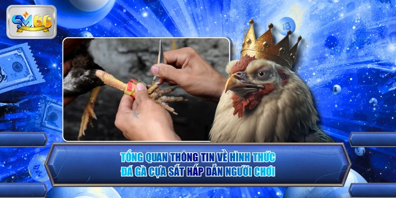 Tổng quan thông tin về hình thức đá gà cựa sắt hấp dẫn người chơi